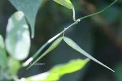 Tylophora tenuissima